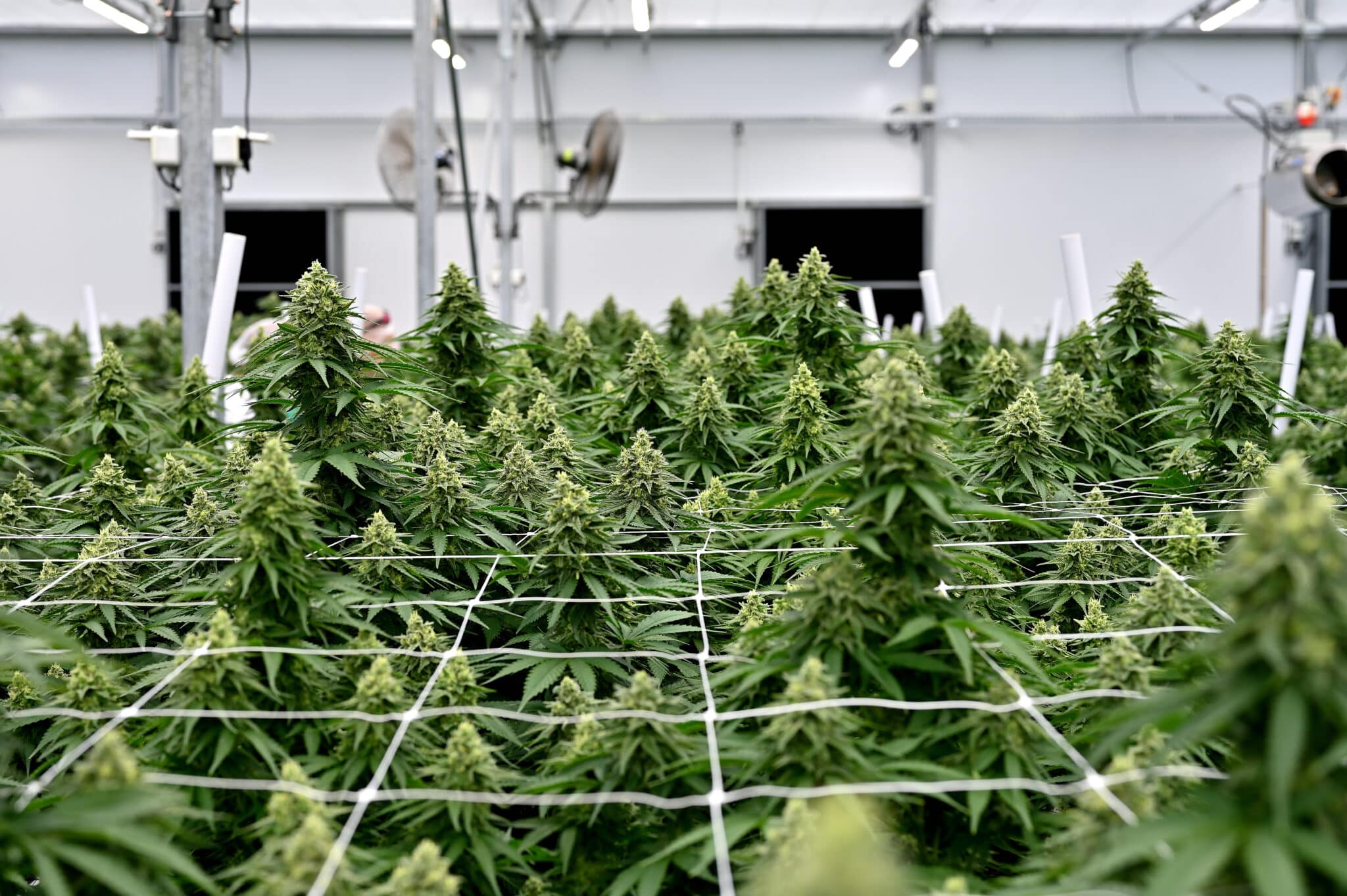 Cannabis Cultivation: Greenhouse Environment for Maximum Harvest