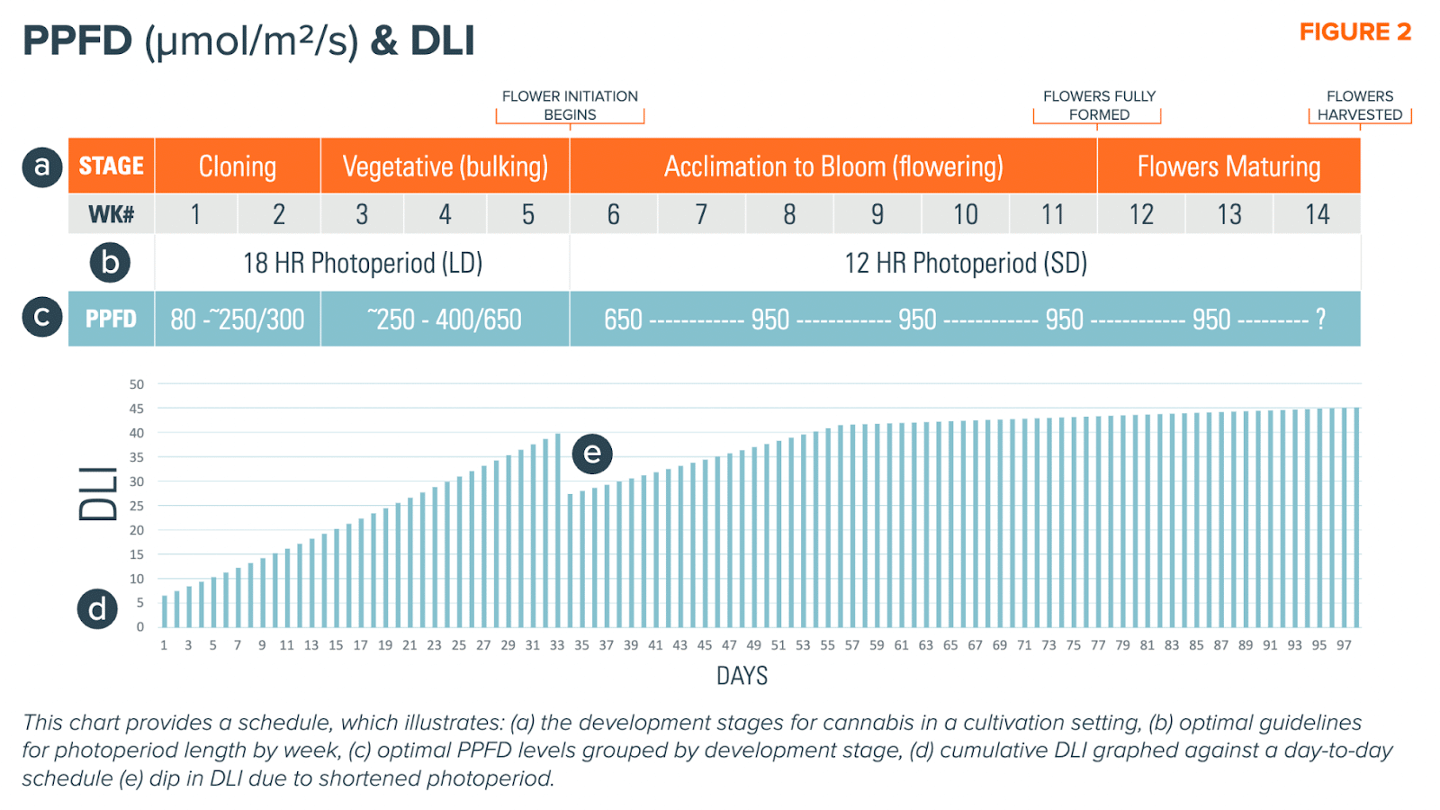 Chart of cannabis growth stages, photoperiods, PPFD, DLI—LED grow lights for cannabis.