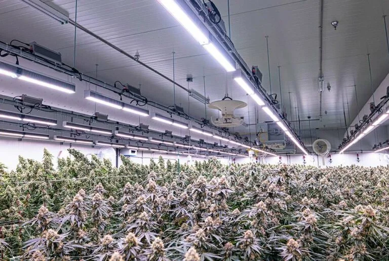 Commercial cannabis cultivation under advanced LED grow lights for cannabis.