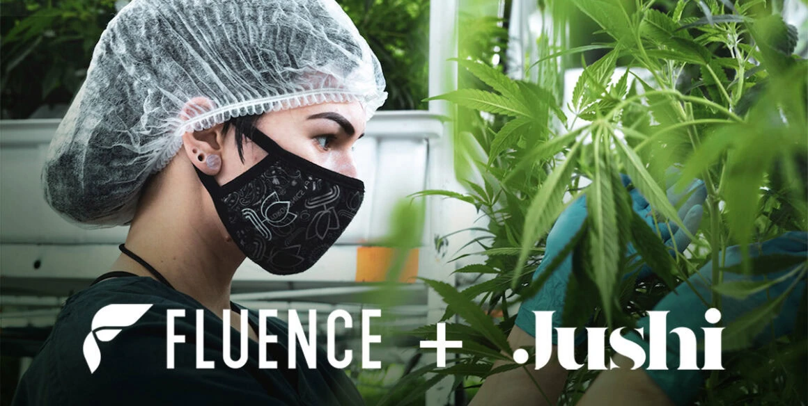 A worker inspects cannabis under LED grow lights for cannabis in a facility.