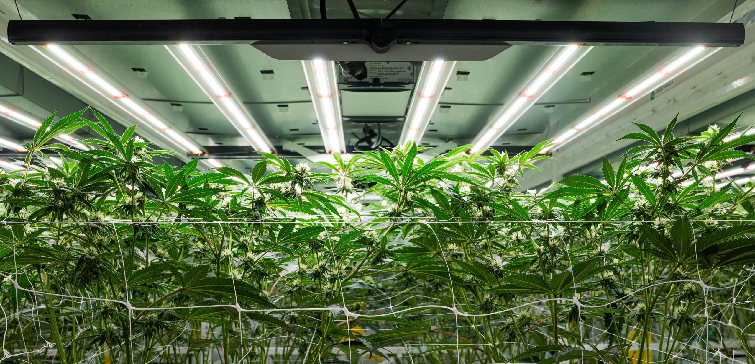 Indoor cannabis cultivation with Fluence LED lighting solutions and net support structure for optimized growth.