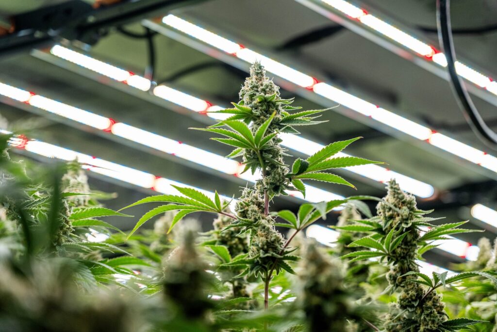 Cannabis plants thriving under commercial LED grow lights for cannabis cultivation.