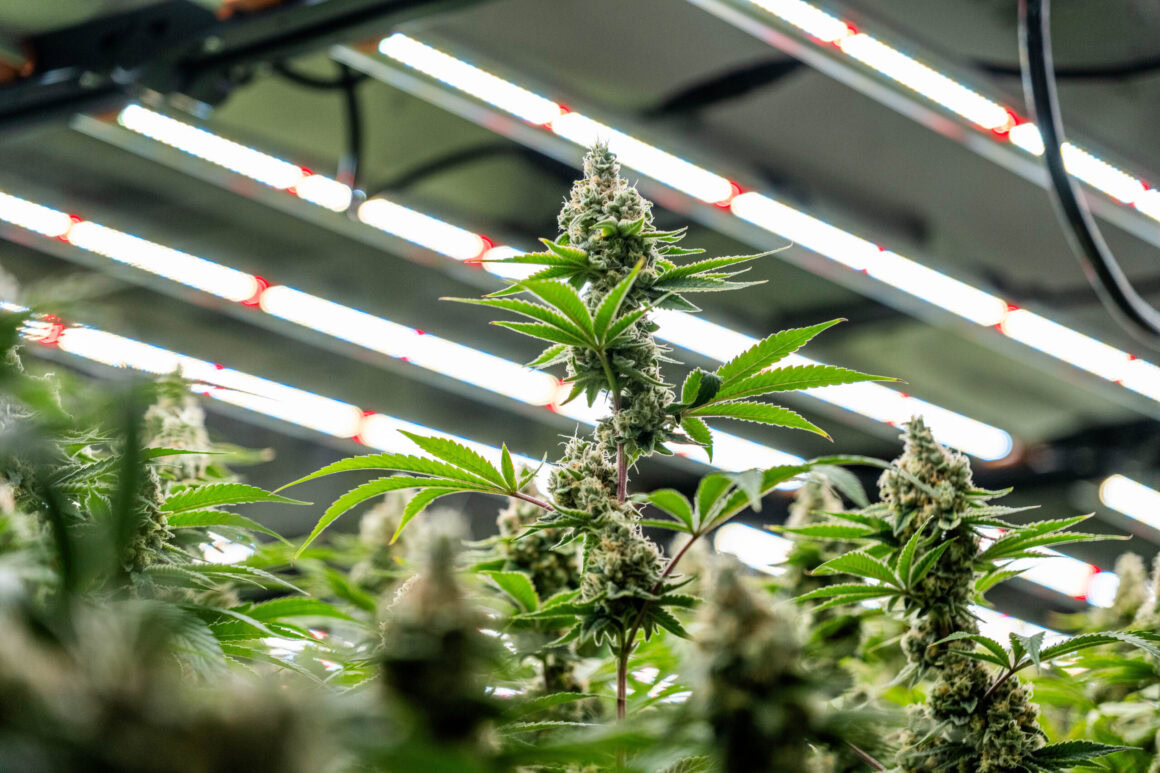 LED grow lights illuminating indoor cannabis plants; Fluence's advanced lighting solutions enhance cultivation for optimized crop production in controlled environments, Austin-based manufacturer.