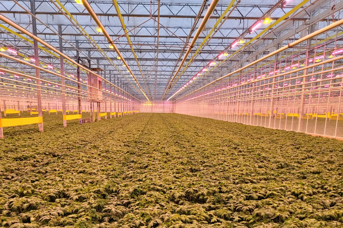 1. Commercial cannabis cultivation greenhouse with LED grow lights for cannabis 2. Cannabis lighting technology in a packed greenhouse for high-yield growth 3. Dense cannabis plants thrive under advanced LED grow lights for cannabis 4. Modern commercial greenhouse using cannabis lighting science and technology.
