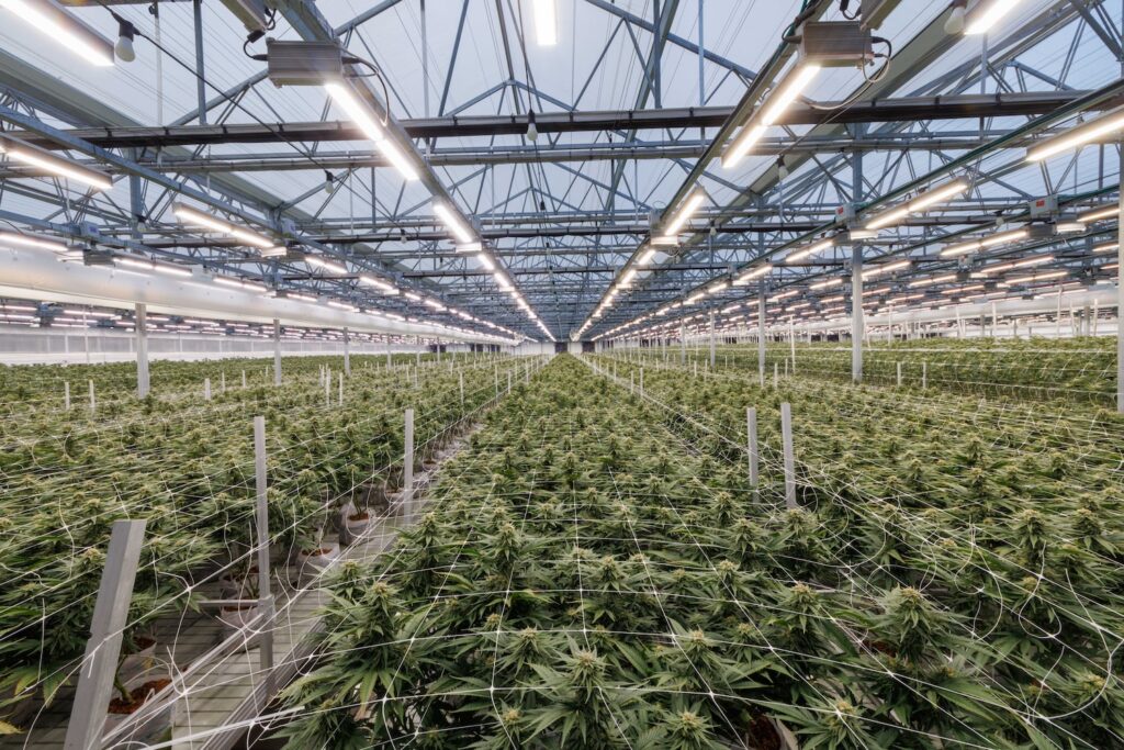 Cannabis plants in a greenhouse under LED grow lights for commercial cultivation.
