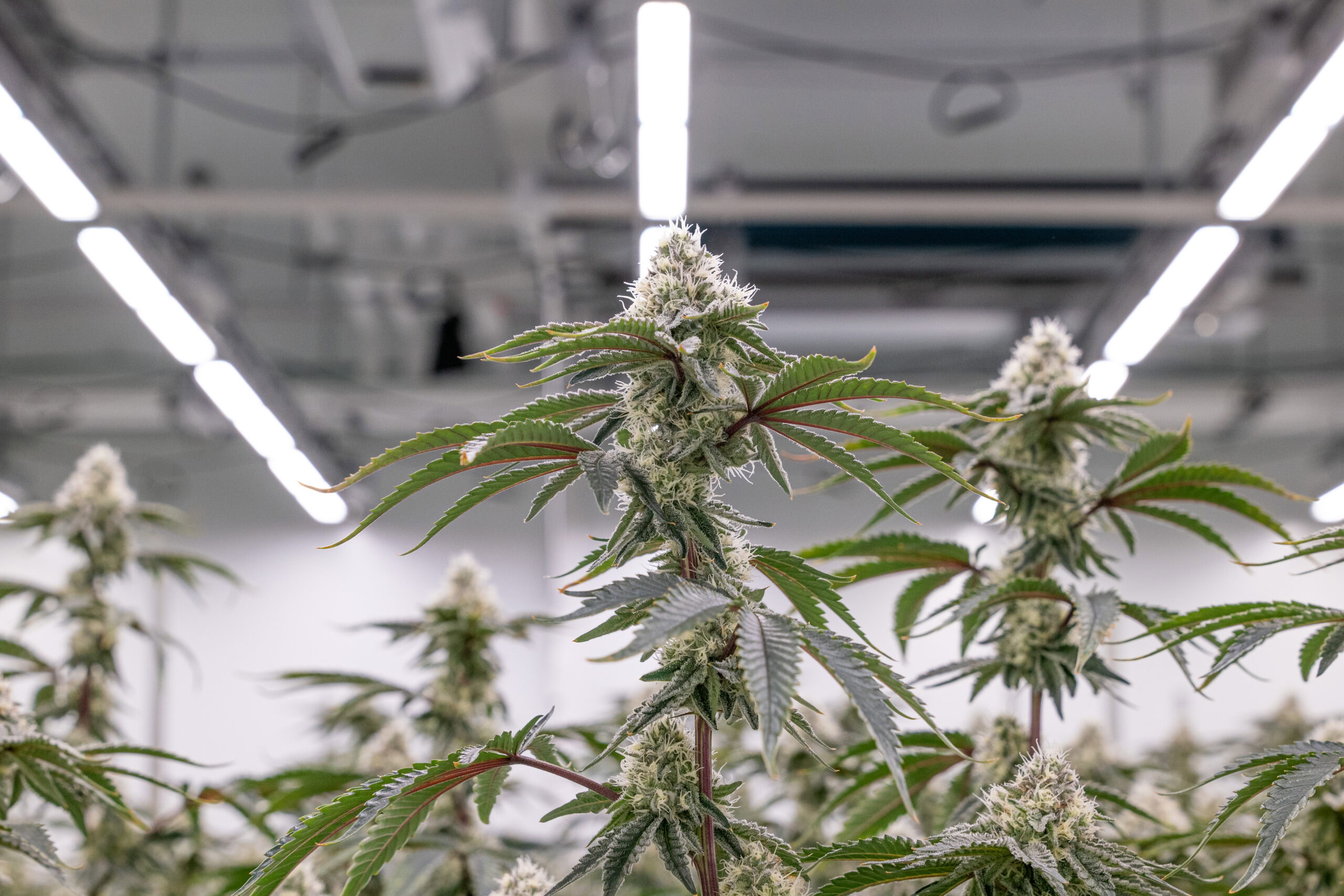 Cannabis plants with white buds flourishing indoors under Fluence LED lights designed for optimized crop production in controlled environments, Austin, Texas.