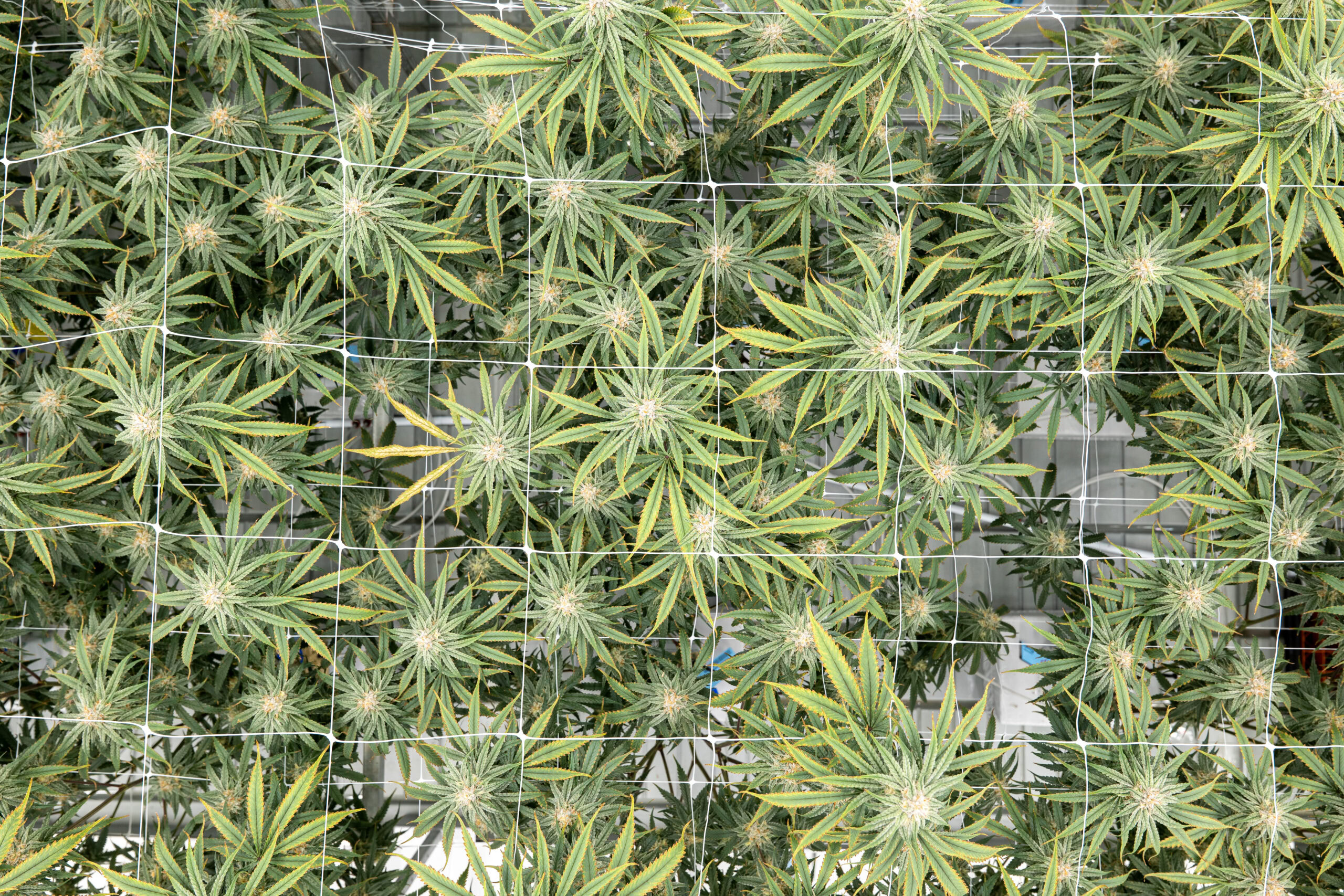 Aerial view of dense cannabis canopy with support netting, optimized by Fluence LED lighting solutions for enhanced cultivation in controlled environments.