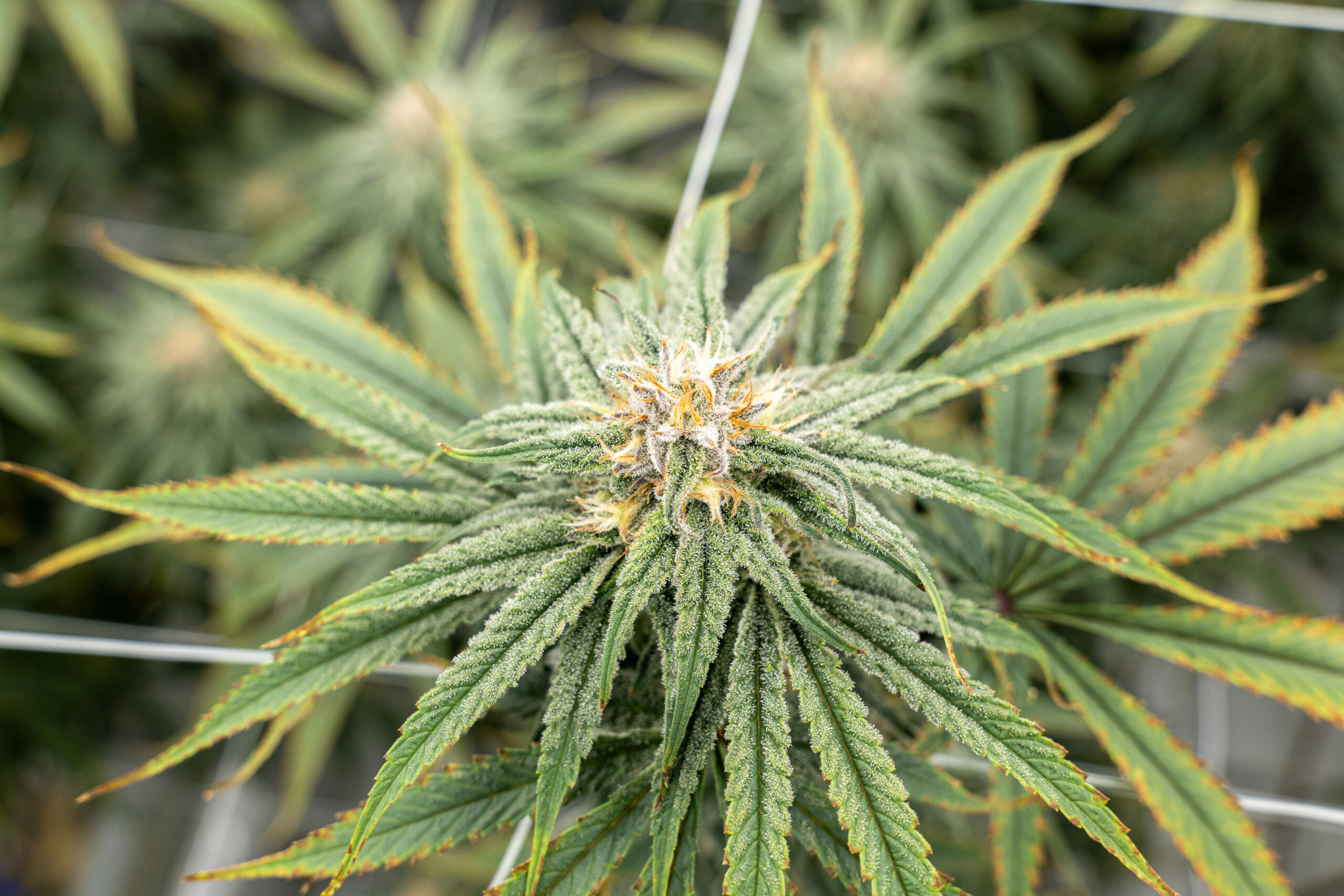 Cannabis plant with green leaves and dense resinous flower, supported by wire; optimized growth under Fluence LED lighting for controlled environment agriculture.