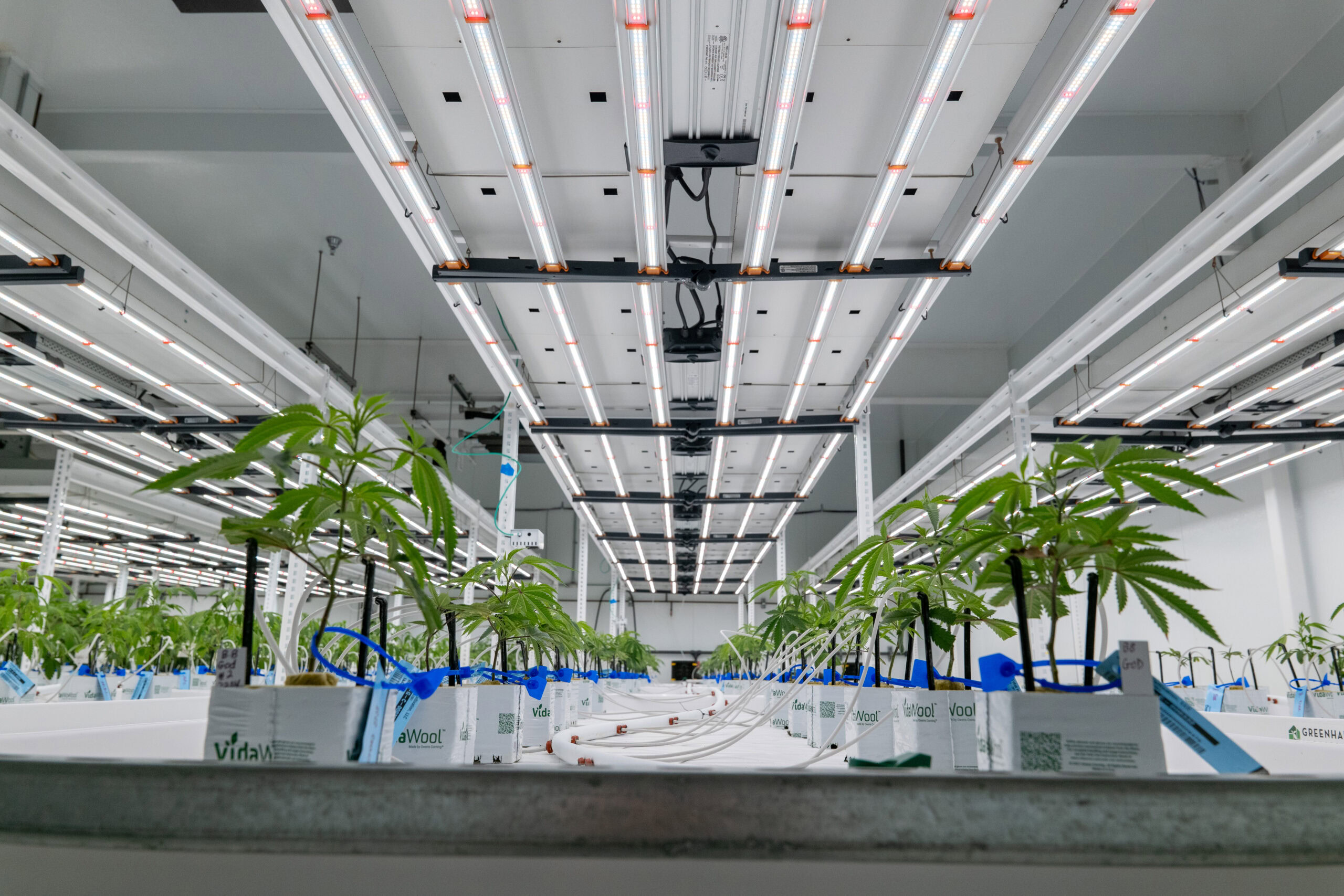 LED grow lights illuminating cannabis plants in large indoor cultivation space designed by Fluence in Austin, Texas for optimized crop production.