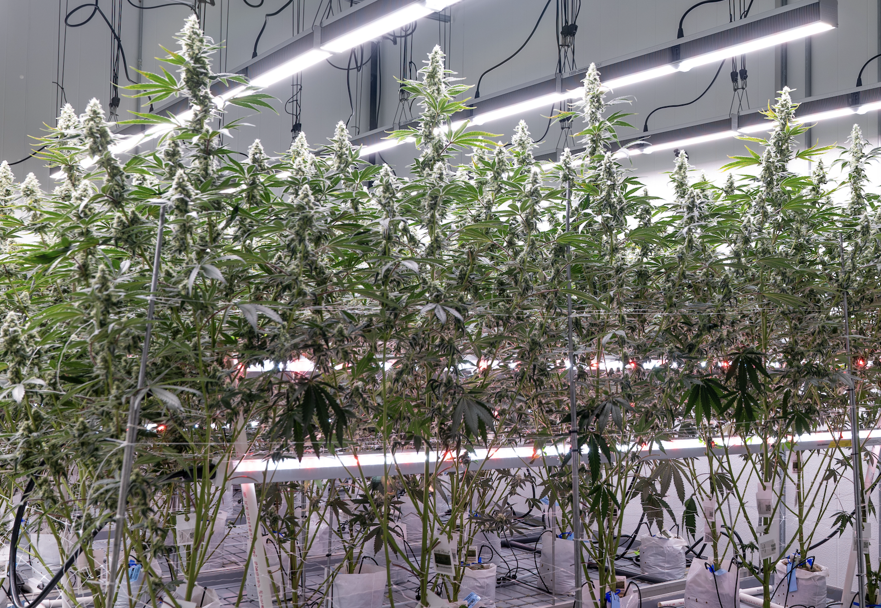 Revolutionizing Cannabis Cultivation with Intercanopy Lighting