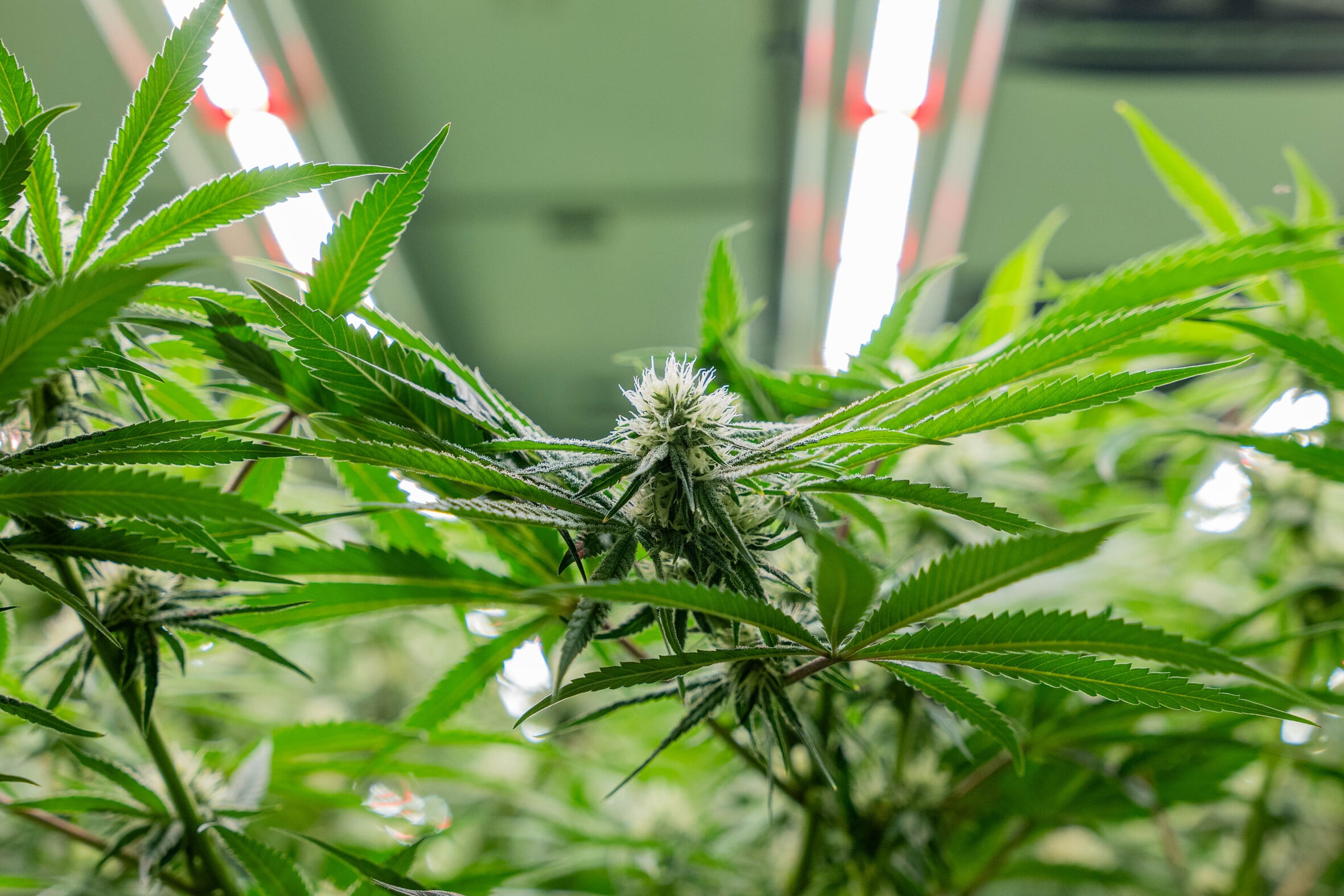 Cannabis Cultivation