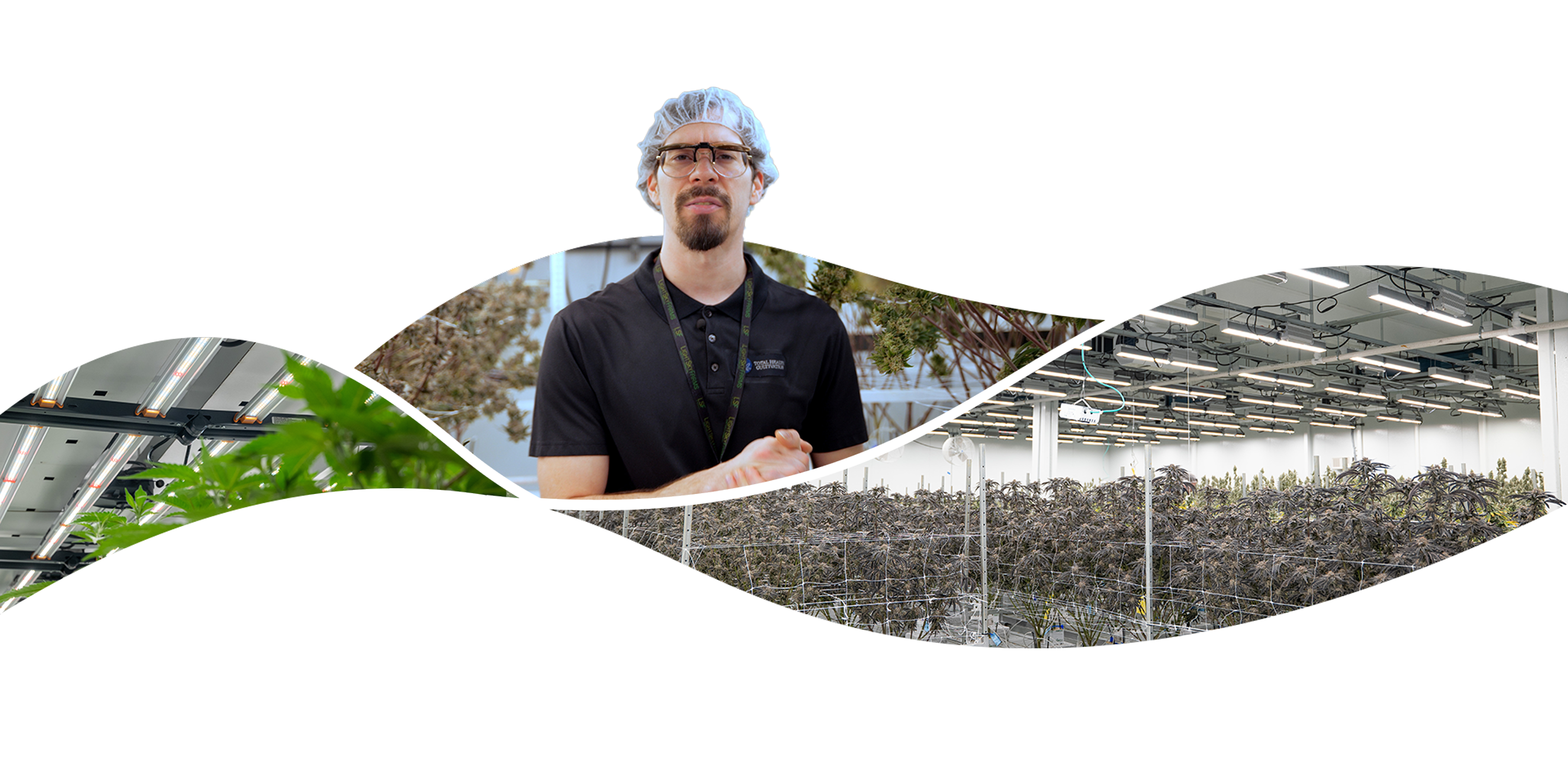 Man in hairnet at indoor agriculture facility featuring Fluence LED grow lights for optimized cannabis cultivation.