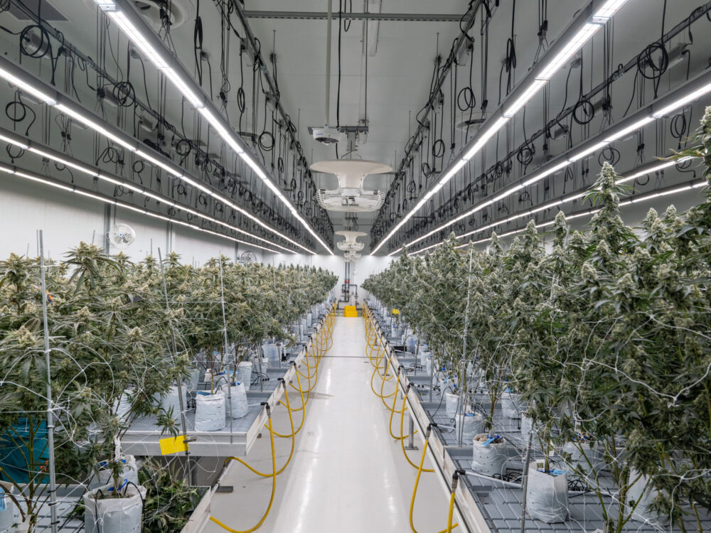 Indoor cannabis cultivation facility with Fluence LED lighting, showcasing mature cannabis plants and ceiling-mounted monitoring equipment in Austin, Texas.