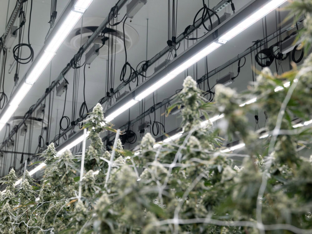 Indoor cannabis cultivation illuminated by Fluence LED grow lights, featuring visible overhead cables and ventilation system; innovative LED solutions for optimized crop production in controlled environments.