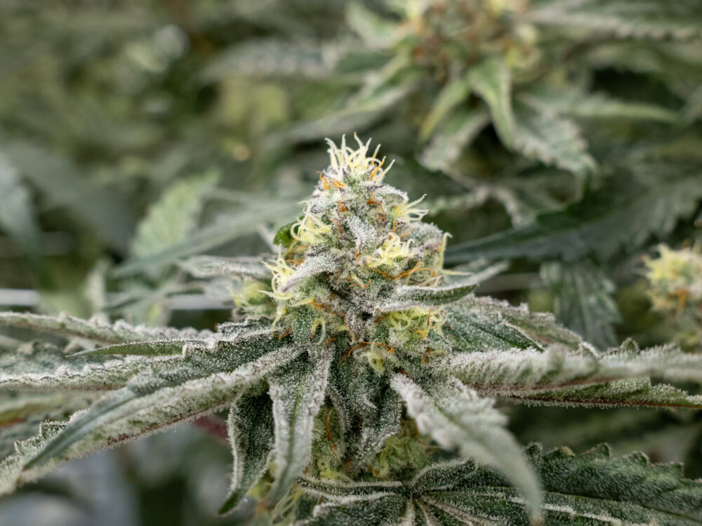 Close-up of cannabis plant by Fluence, Austin-based LED lighting experts, highlighting dense frosty trichomes and serrated leaves for optimized crop cultivation.