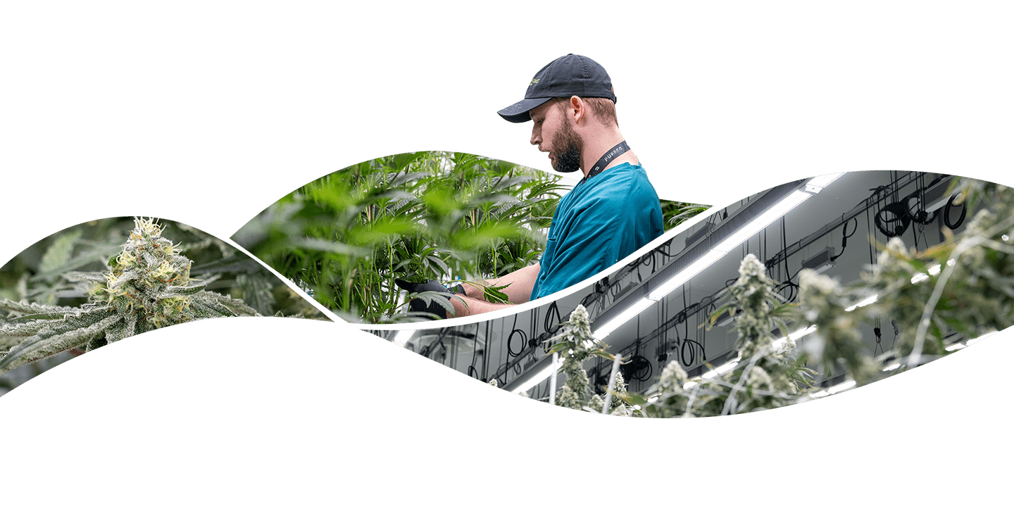 A man in a cap caring for cannabis plants in a brightly lit greenhouse with Fluence LED grow lights, enhancing crop production in controlled environment agriculture, Austin TX.