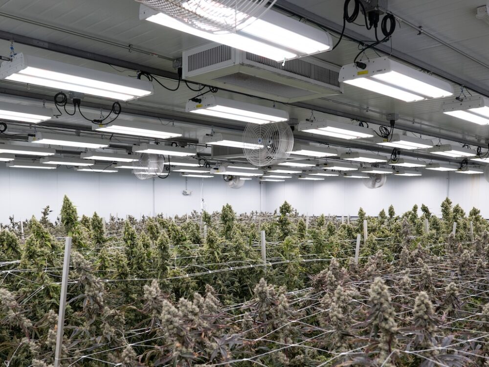 Fluence Austin LED lighting solutions in indoor cannabis facility; mature plants thriving under controlled environment agriculture setup.