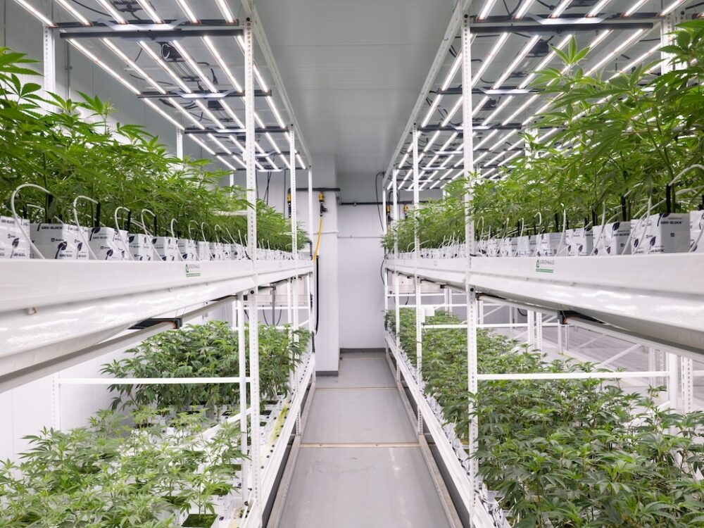 Fluence LED lighting in indoor hydroponic grow setup, optimizing cannabis cultivation and crop production with rows of green plants – Austin, Texas-based controlled environment agriculture solutions.