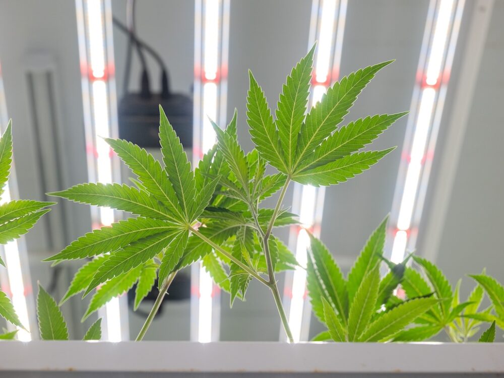 LED-lit cannabis plants from below, Fluence Austin Texas, optimized crop production.