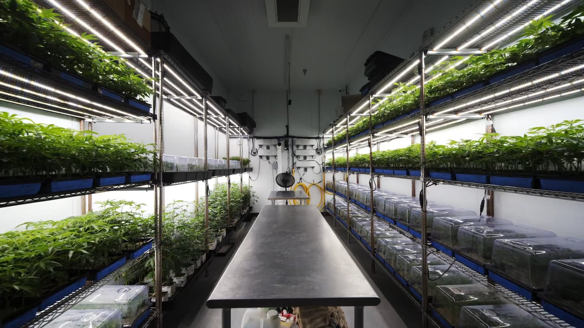 Fluence LED grow lights illuminating potted plants on shelves in a controlled environment agriculture setup, enhancing cannabis cultivation and crop production efficiency. Austin-based lighting solutions.