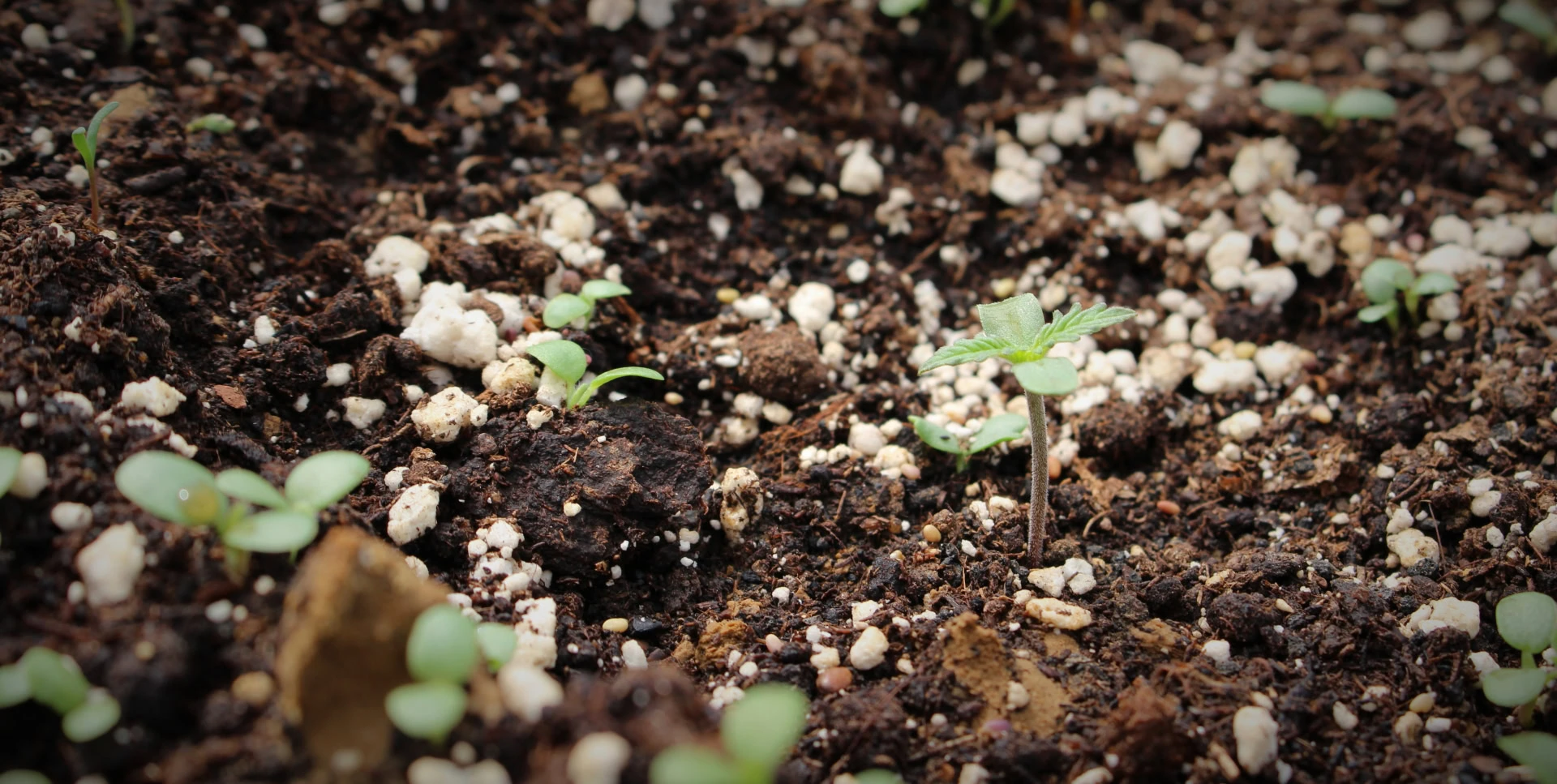 Cannabis seedling in soil under LED grow lights for commercial cultivation.