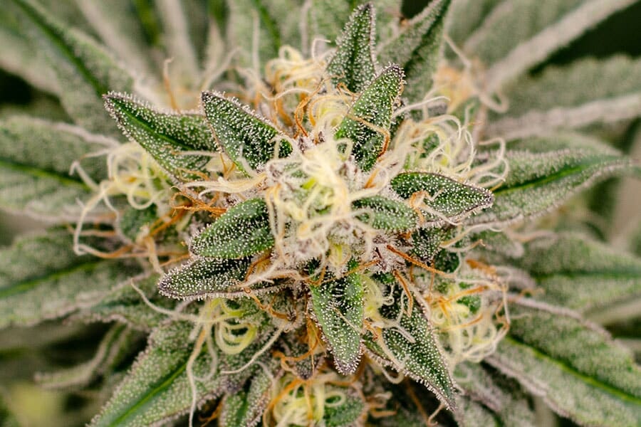 Cannabis plant under LED grow lights showing trichomes and pistils in cultivation.
