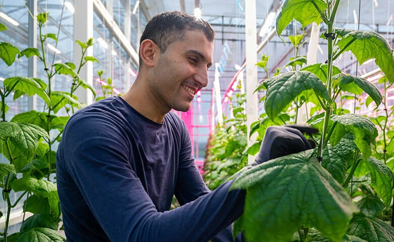 1. Worker checks cannabis under LED grow lights in a commercial cultivation facility 2. Cannabis plants grown indoors with advanced LED cannabis lighting technology 3. Grower manages tall cannabis under LED lights for commercial cultivation 4. Cannabis cultivation science using LED grow lights in a greenhouse setting 5. Indoor commercial cannabis cultivated with cutting-edge lighting technology.