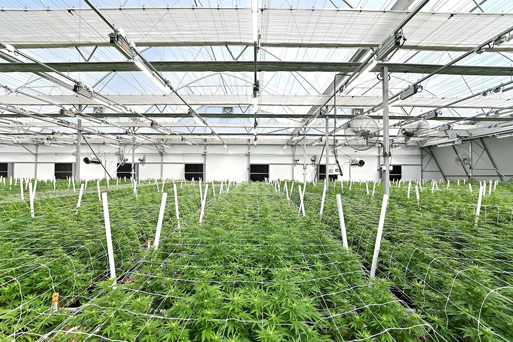 Cannabis plants flourish in a greenhouse with LED grow lights for cannabis.