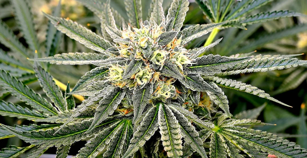 Mature cannabis buds under LED grow lights, highlighting cannabis lighting technology.