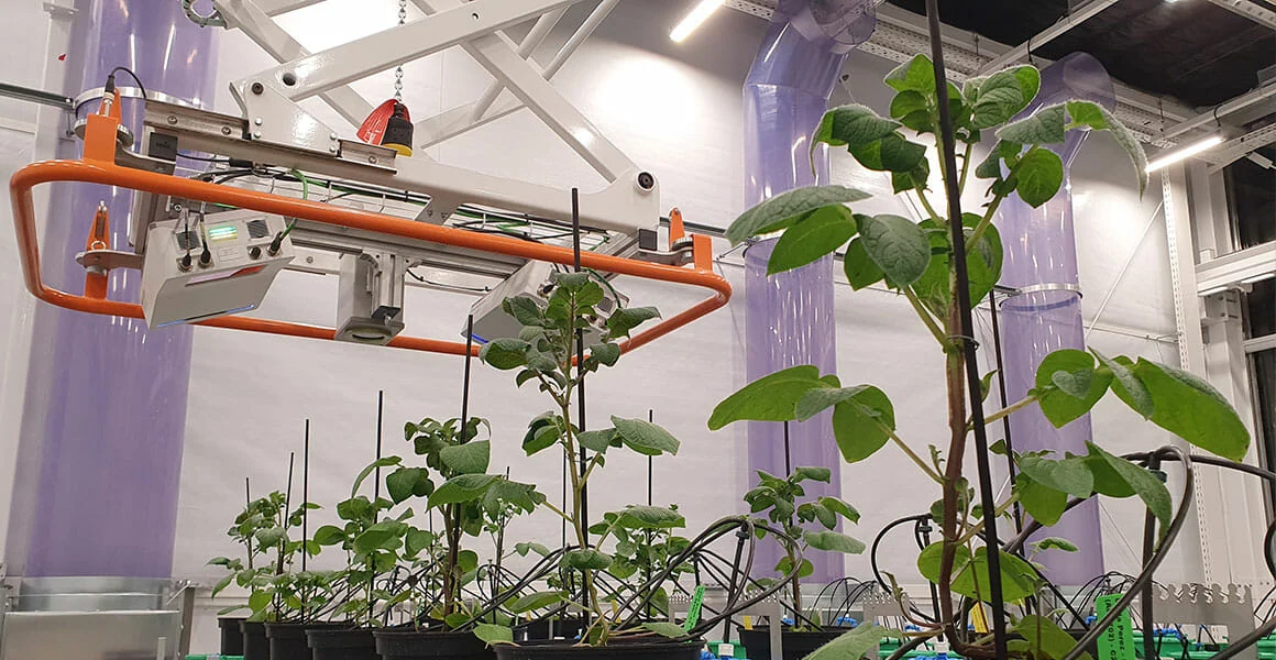 Cannabis plants under LED grow lights with sensors in a commercial cultivation lab.