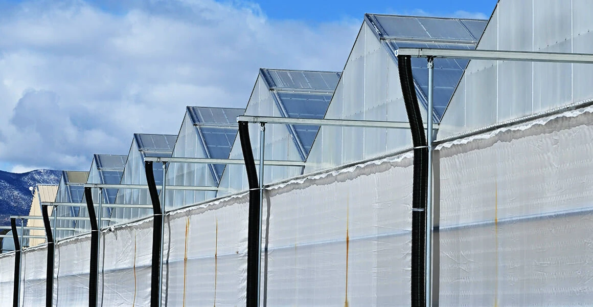 Commercial cannabis greenhouses with LED grow lights and advanced lighting technology.