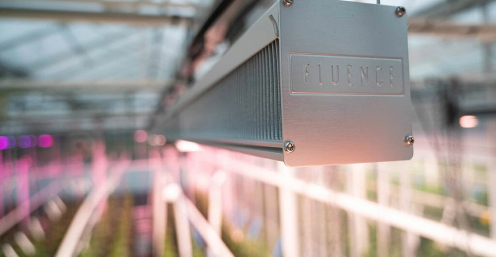 Fluence LED grow light for commercial cannabis cultivation in greenhouse.