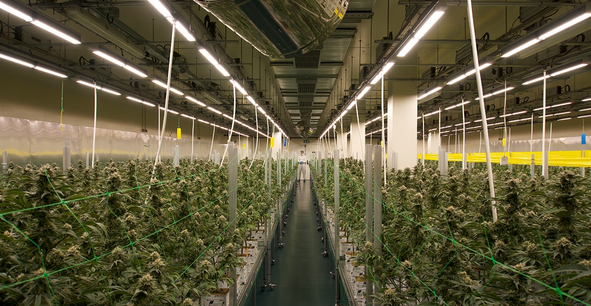 Installation de culture commerciale de cannabis avec des lampes de culture LED et un système d'irrigation.