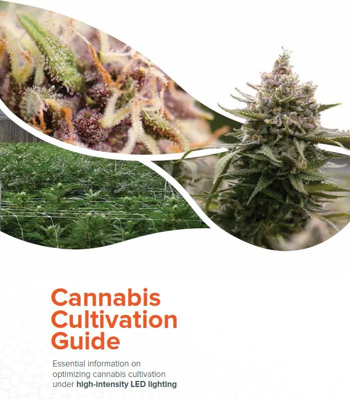 Close-up cannabis buds under LED grow lights for commercial cultivation science.
