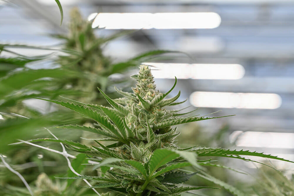 Gros plan de bourgeons de cannabis sous des lampes de culture LED pour la culture commerciale.