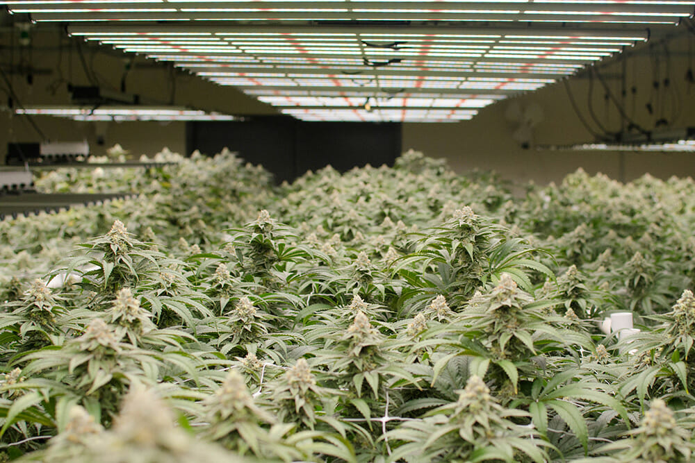Cannabispflanzen gedeihen unter LED-Wachstumslampen in kommerziellen Anbauanlagen.