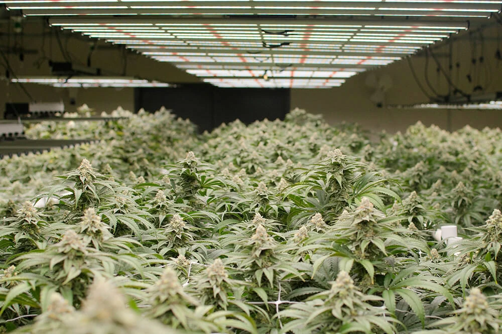 Cannabis plants thriving under LED grow lights in commercial cultivation facility.