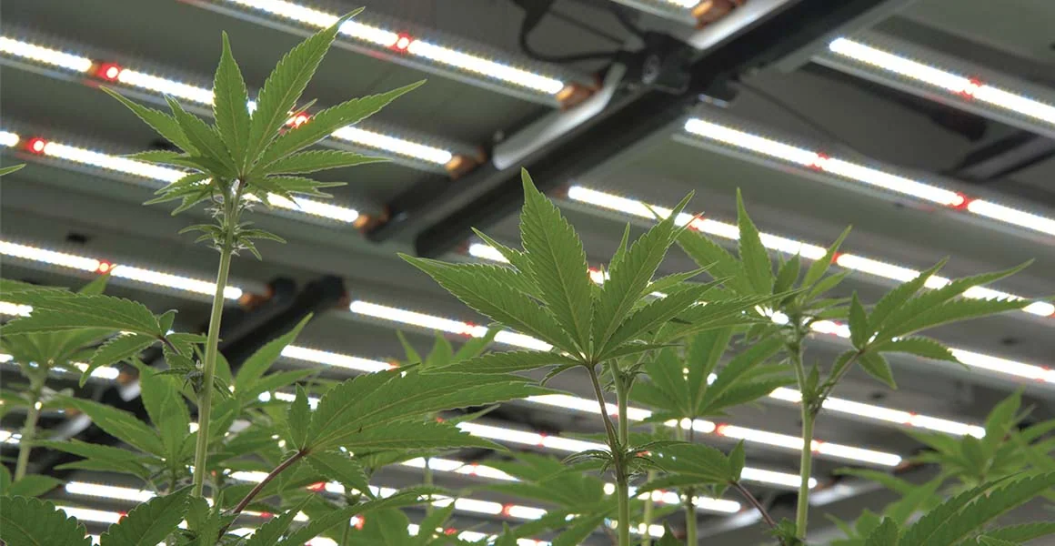 Indoor cannabis under LED grow lights for cannabis, used in commercial cultivation.