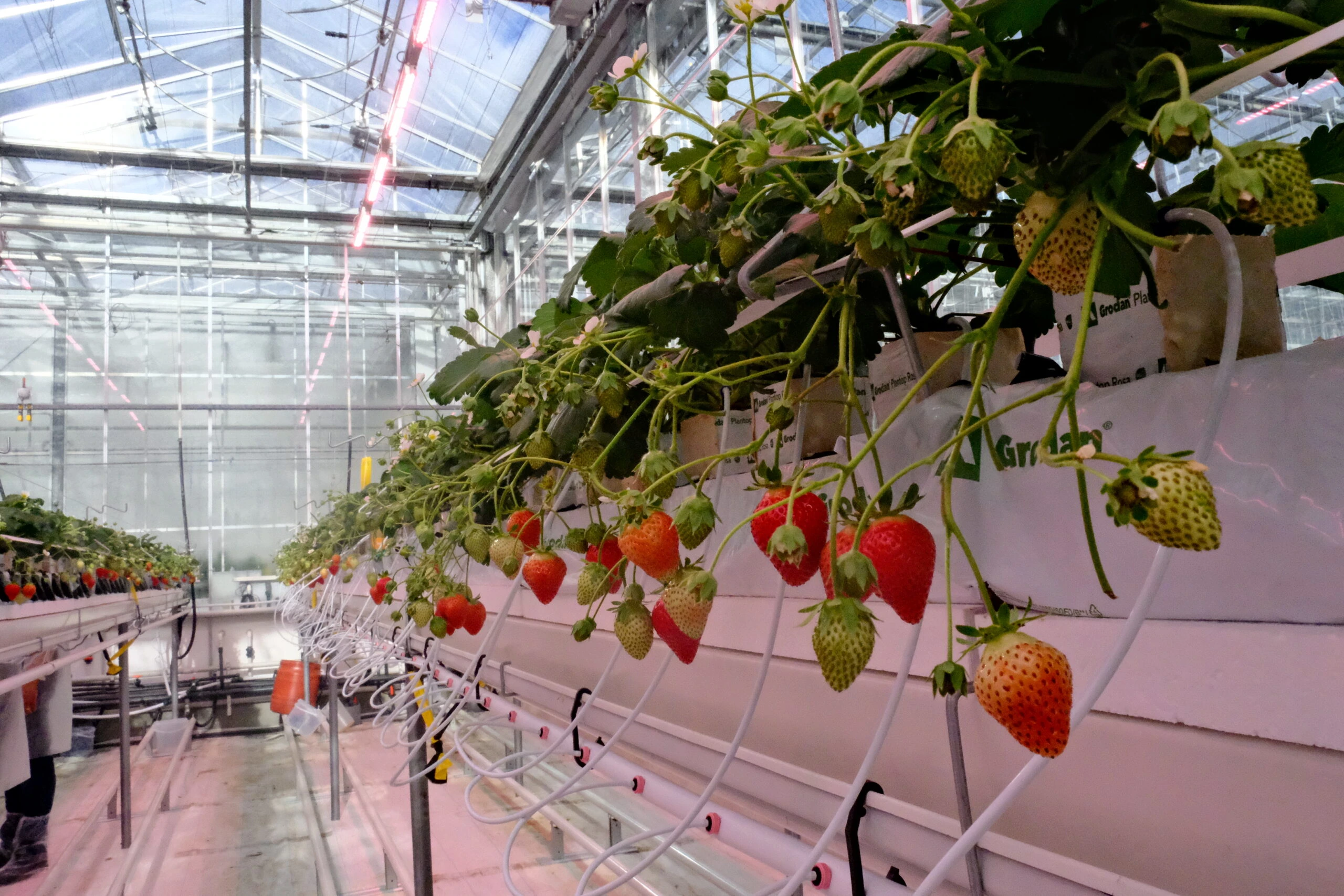 Commercial greenhouse using LED grow lights for cannabis cultivation efficiency.