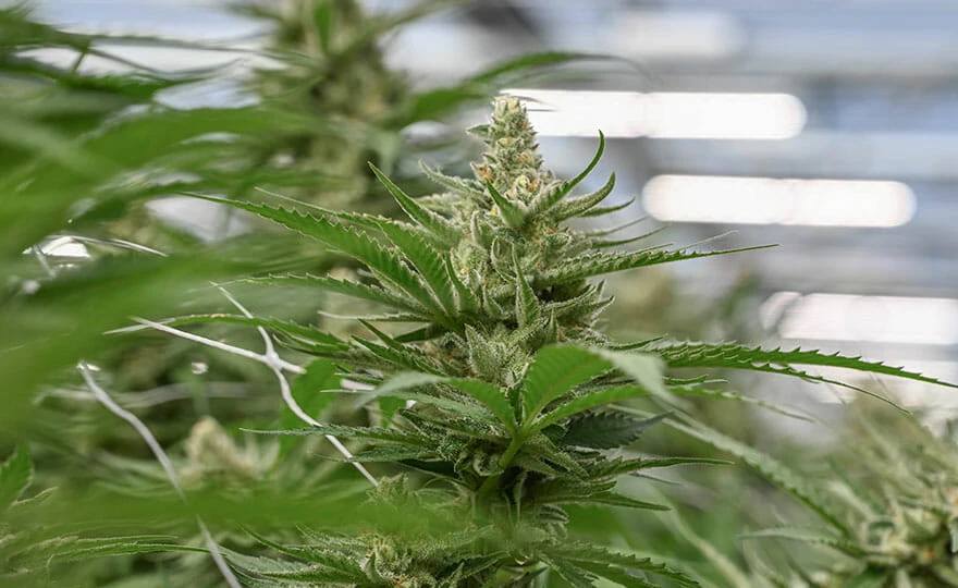 Cannabis plant under LED grow lights in a commercial cannabis cultivation facility.