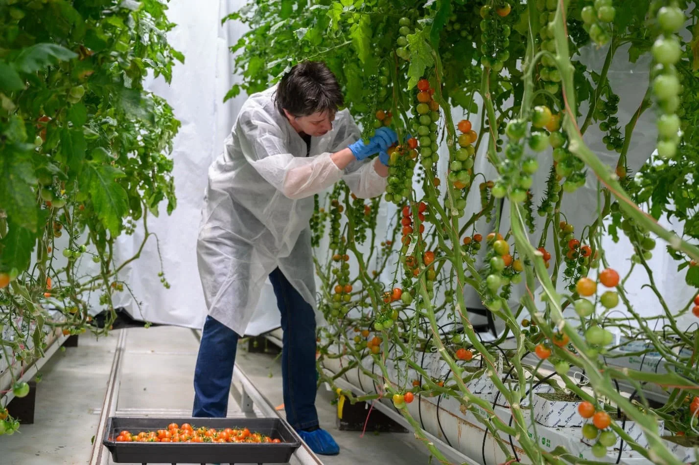 Scientist in lab coat harvesting under LED grow lights for cannabis cultivation.