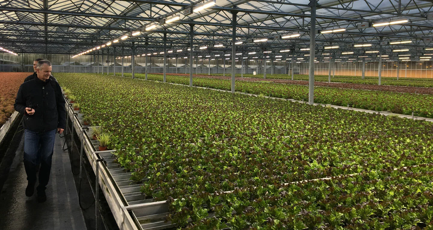 Worker inspects cannabis under LED grow lights in commercial cultivation facility.