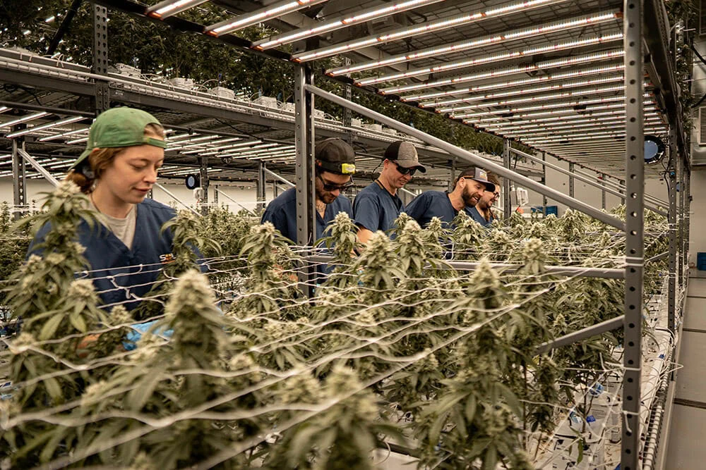 Team in blue uniforms tending cannabis under LED grow lights for cannabis cultivation.