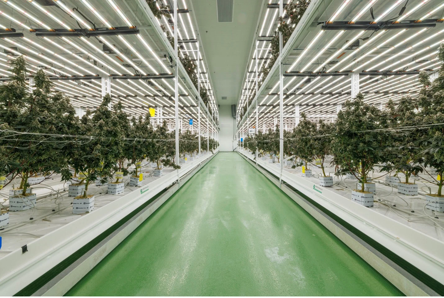 Commercial cannabis cultivation room with LED grow lights for cannabis plants.