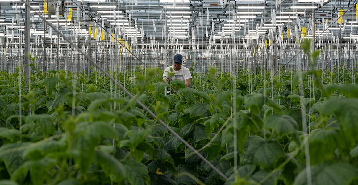Person tending cannabis plants under LED grow lights in commercial cultivation facility.