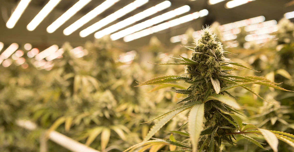 Mature cannabis plant indoors under advanced LED grow lights for cannabis.
