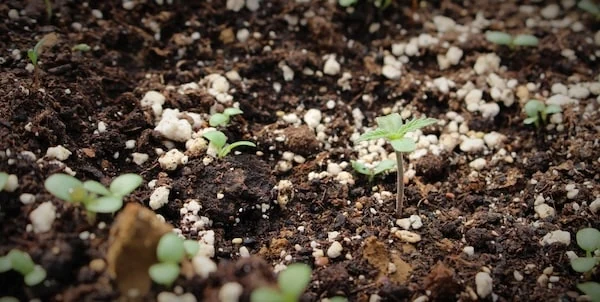 Cannabis seedling in perlite-rich soil under LED grow lights for cultivation.