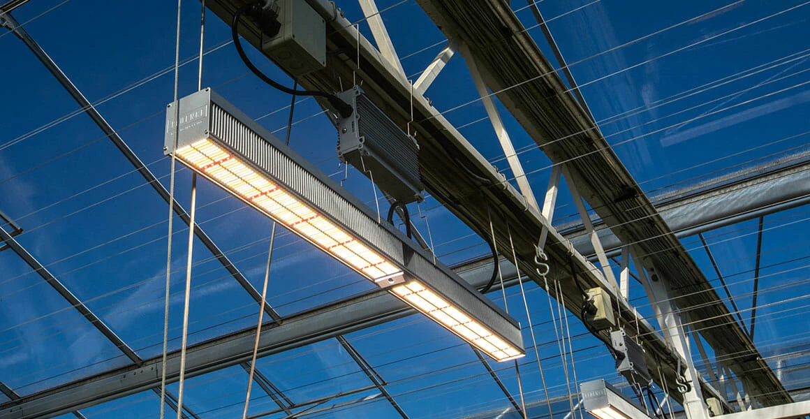 Ceiling-mounted LED grow light for commercial cannabis cultivation in greenhouse.