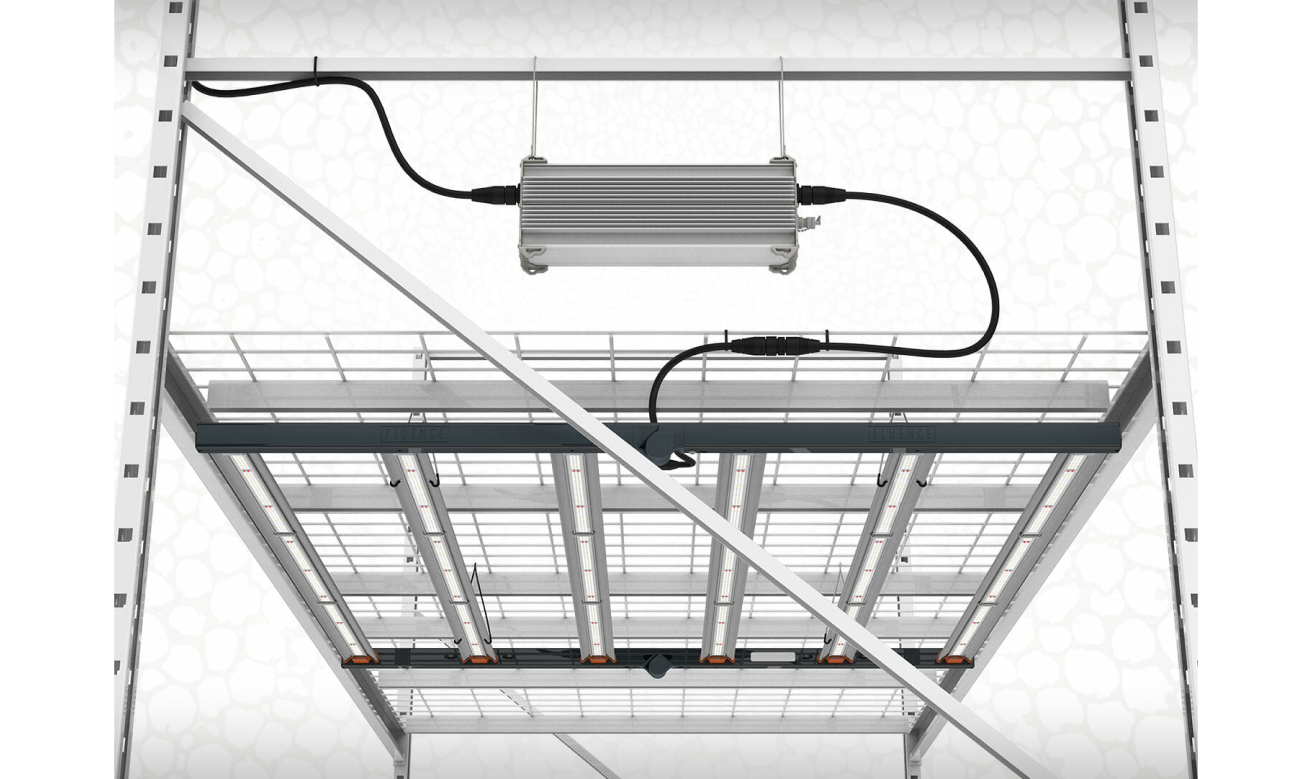 SPYDR LED grow lights for cannabis in a commercial cultivation facility.