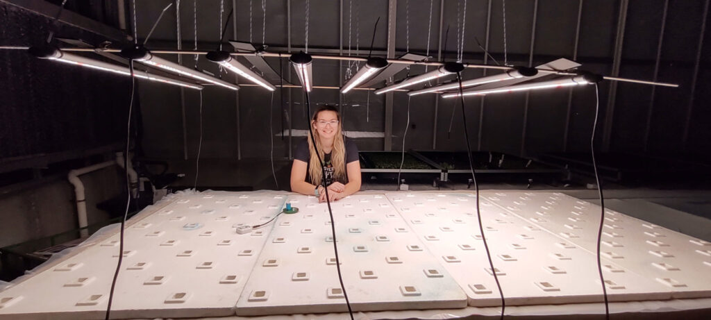 A grower inspects cannabis under LED grow lights for commercial cultivation setup.